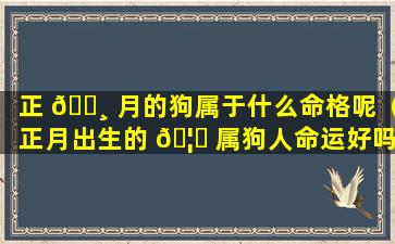 正 🌸 月的狗属于什么命格呢（正月出生的 🦊 属狗人命运好吗）